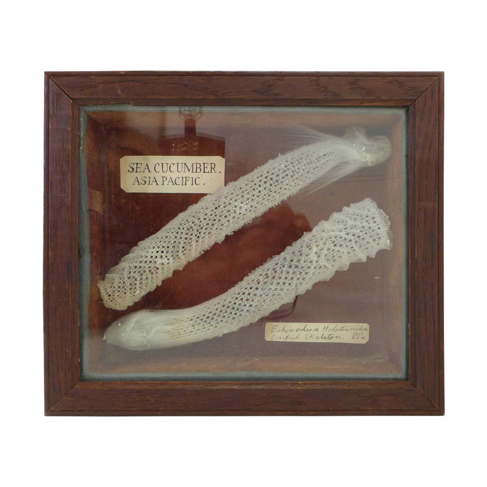 Early 20th Century Sea Cucumber Specimen Box