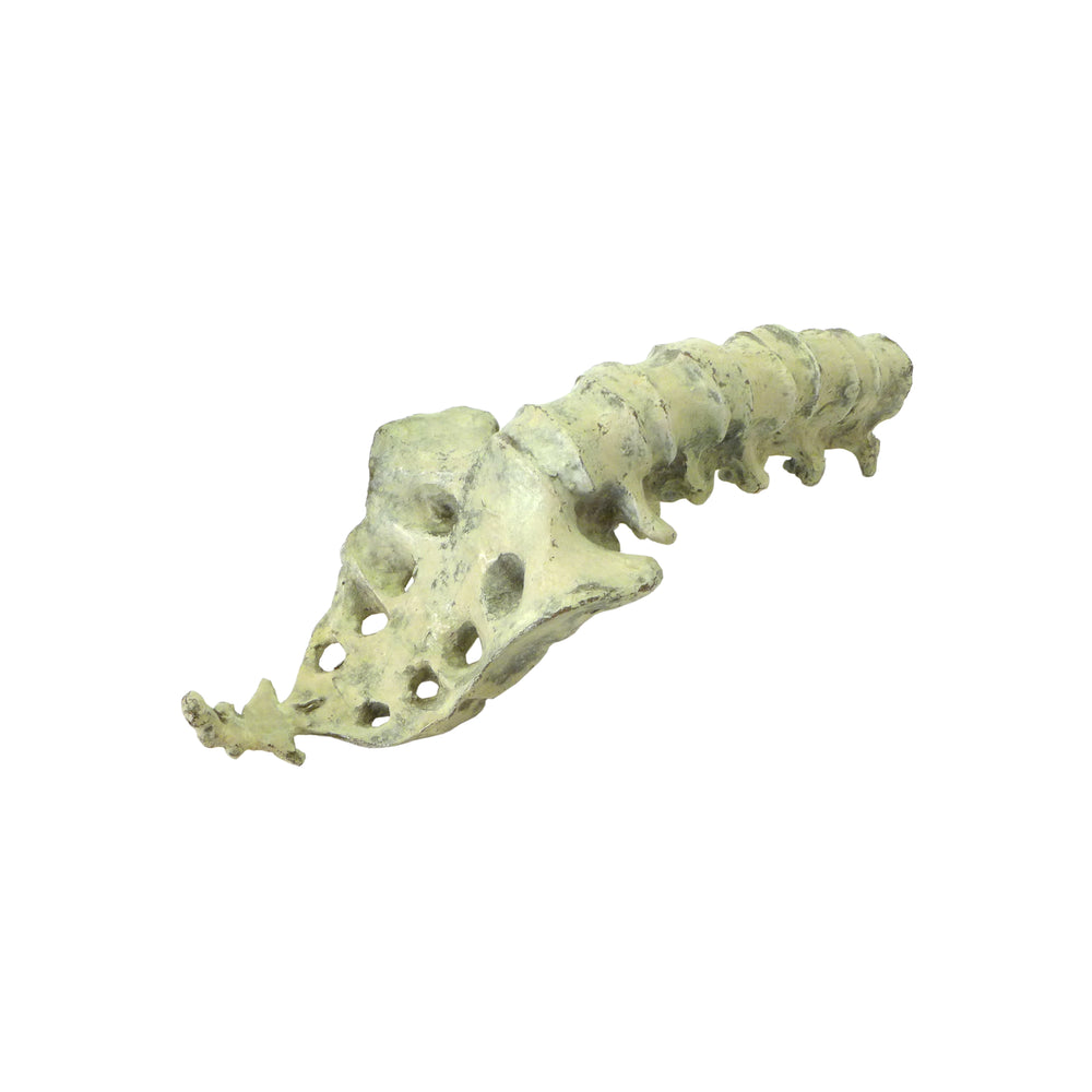 Solid Bronze Vertebrae with Applied Patina