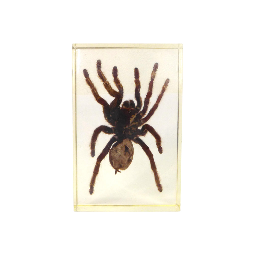 Tarantula Encased in Acrylic