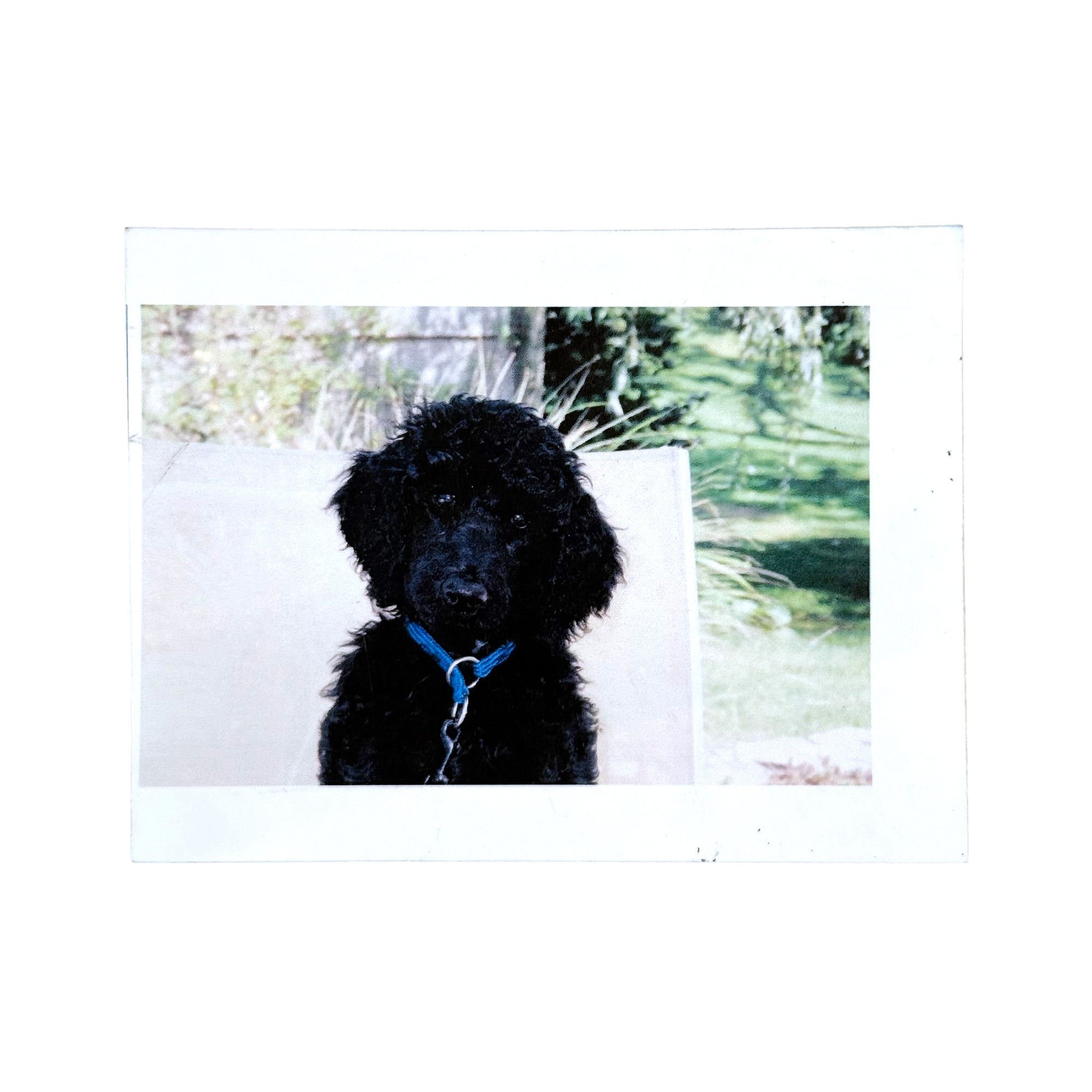 Black Poodle Costume Mask