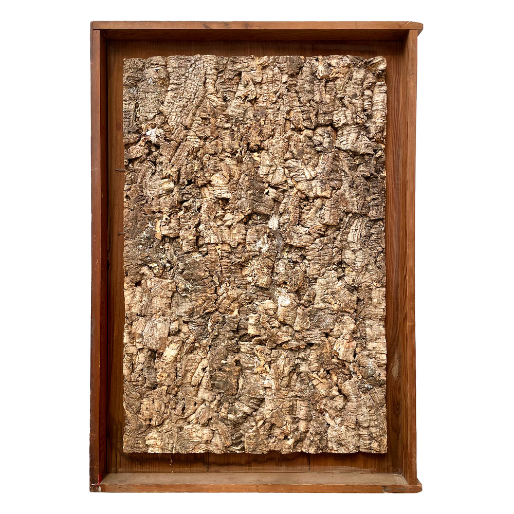 Cork Bark Specimen in Primitive Wood Frame