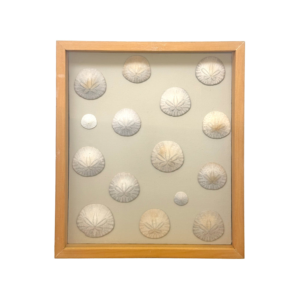 Framed Sand Dollar Specimens Wall Hanging