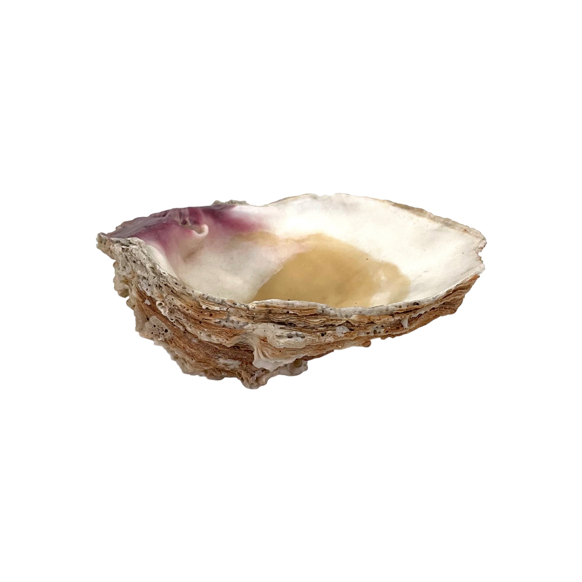 Oyster Half-Shell Ashtray