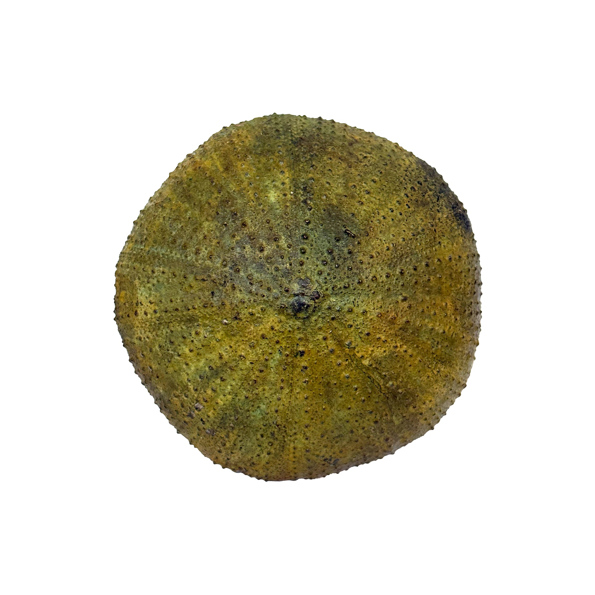 Small Cast Metal Sea Urchin Paperweight