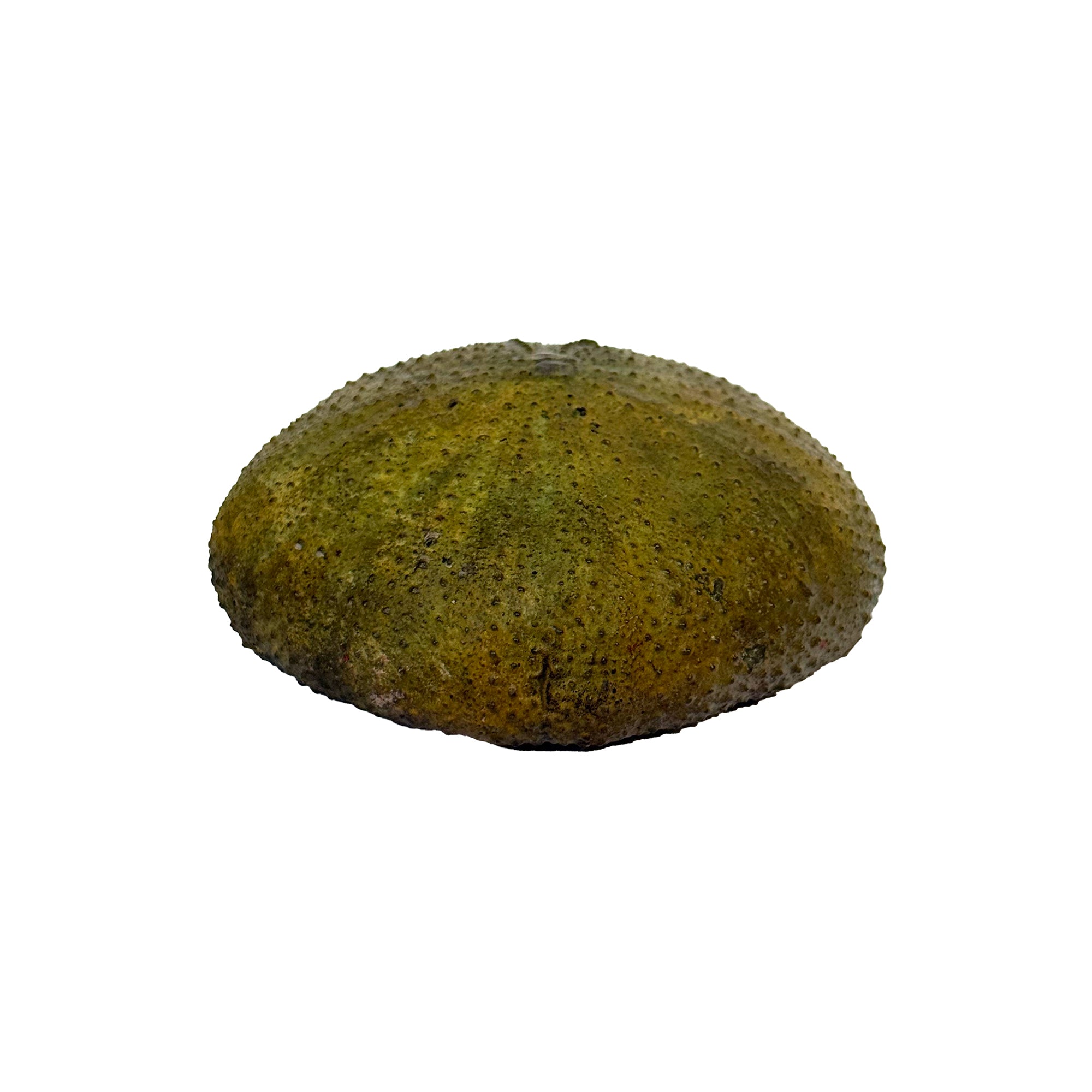 Small Cast Metal Sea Urchin Paperweight